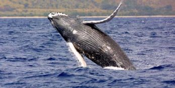 wieloryb w bałtyku
