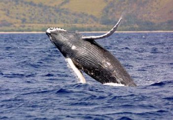 wieloryb w bałtyku